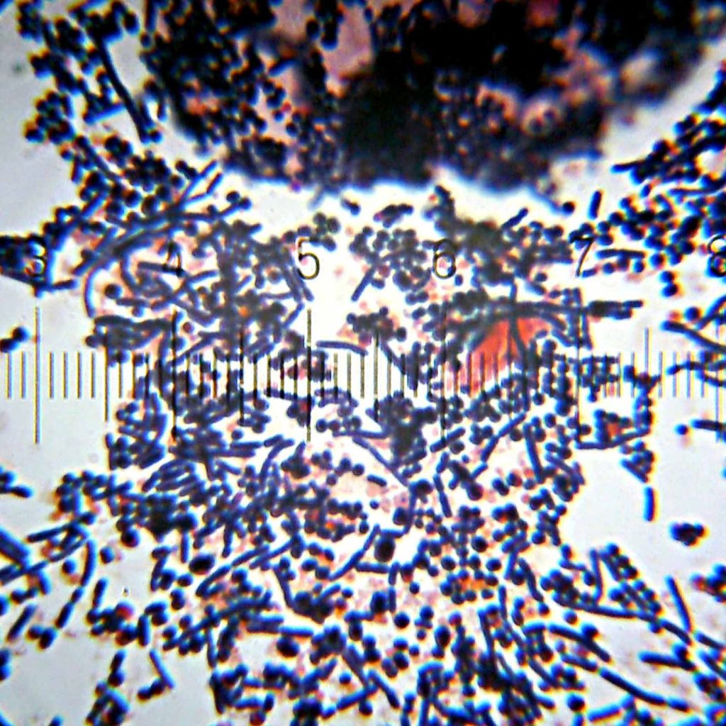 Laboratory research with petri dishes