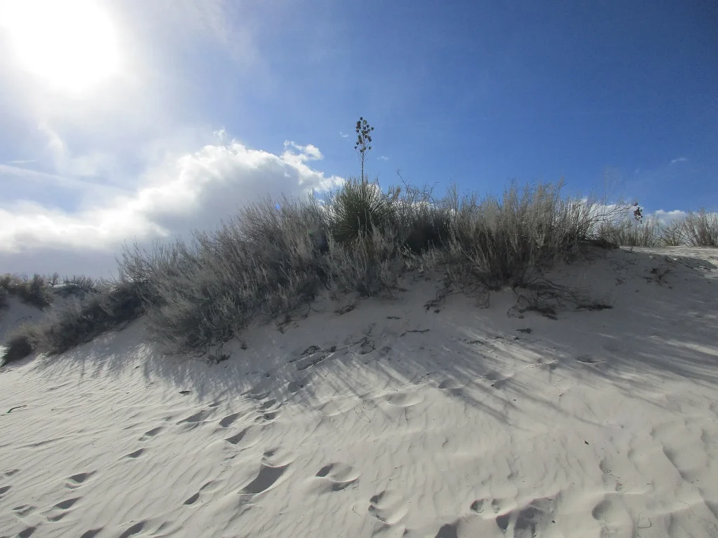 Sunlit white gypsum dunes at White Sands National Monument in New Mexico